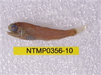 藏品(七星魚)的圖片